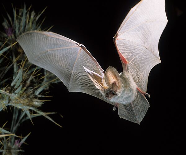 Homestory statt Gruselgeschichte: 50 Quartiere für seltene Fledermäuse im Biosphärenpark Wienerwald Homestory statt Gruselgeschichte: 50 Quartiere für seltene Fledermäuse im Biosphärenpark Wienerwald