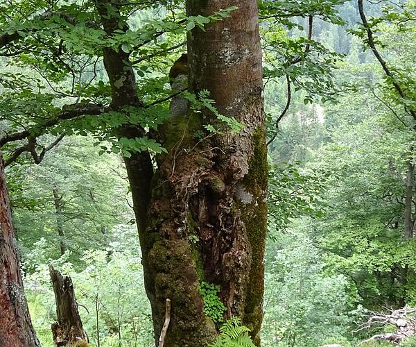 Vortrag am 16.7. - Wald- und Biodiversitätsmonitoring im Naturschutzgebiet Warscheneck Nord Vortrag am 16.7. - Wald- und Biodiversitätsmonitoring im Naturschutzgebiet Warscheneck Nord