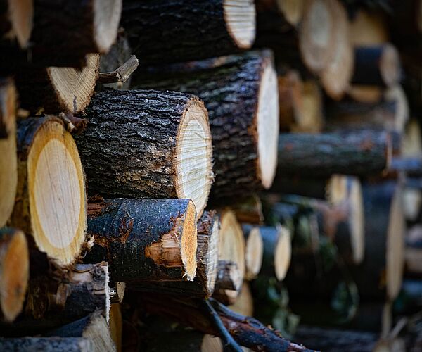 „SITCA“-Allianz für die globale Holzbau-Wende „SITCA“-Allianz für die globale Holzbau-Wende
