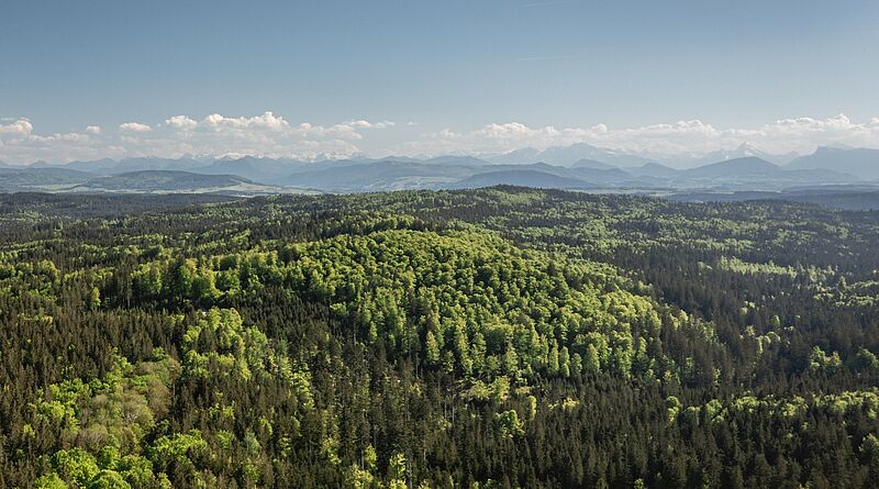 Blick über einen artenreichen Mischwald (c) oebf/Philipp Freund Blick über einen artenreichen Mischwald (c) oebf/Philipp Freund