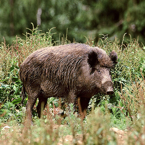 Wildschwein