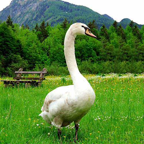 Schwan