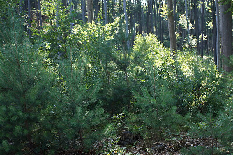 Wienerwald im Klimawandel (Online-Vortrag) Wienerwald im Klimawandel (Online-Vortrag)
