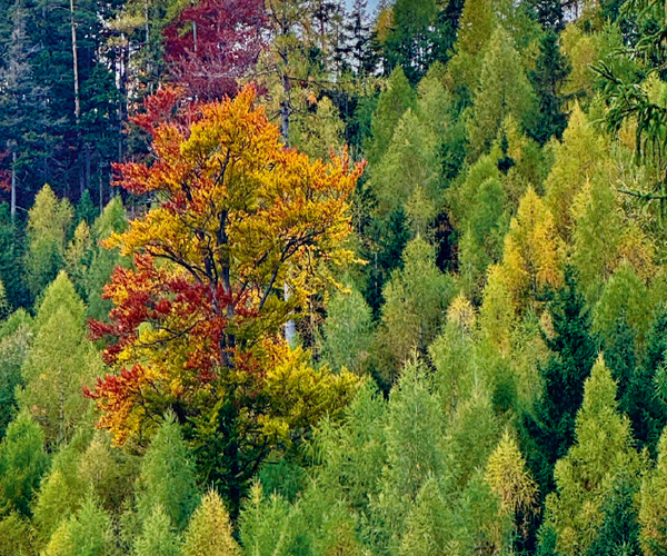 Praxisnahe Unterstützung zur Förderung der Biodiversität im Wald Praxisnahe Unterstützung zur Förderung der Biodiversität im Wald