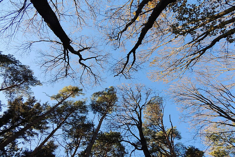 Urwälder von morgen Urwälder von morgen