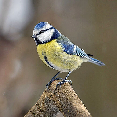 Blaumeise