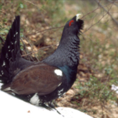 Auerhahn