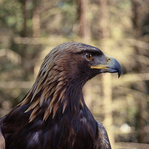 Steinadler