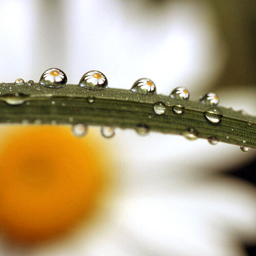 Regen