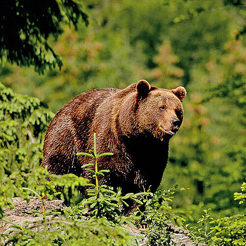 Bär