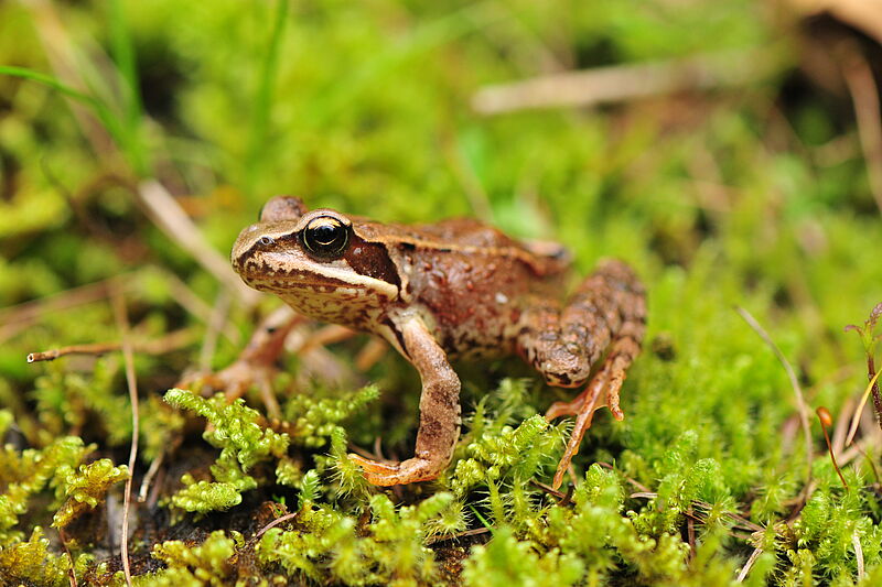 Amphibienwanderung Amphibienwanderung