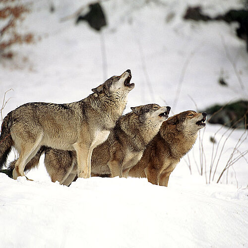 Wolf