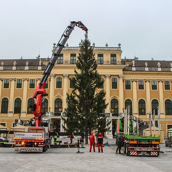 Ein Stück Salzburger Wald für Weihnachtsmarkt Schloss Schönbrunn Ein Stück Salzburger Wald für Weihnachtsmarkt Schloss Schönbrunn