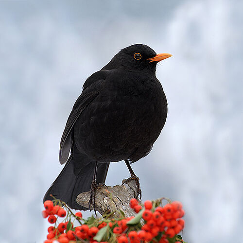 Amsel
