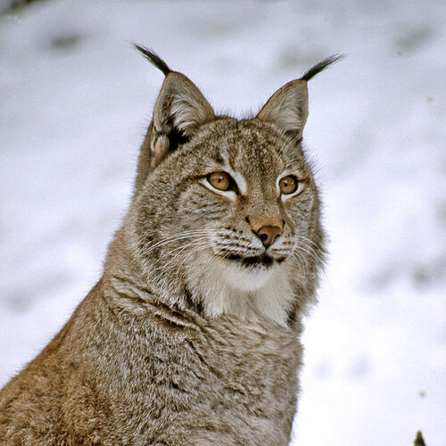 Luchs