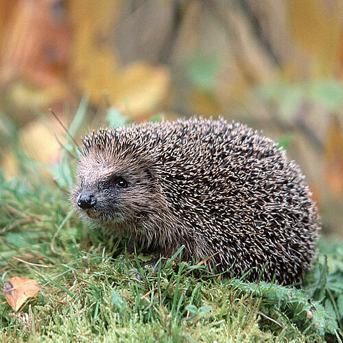 Igel