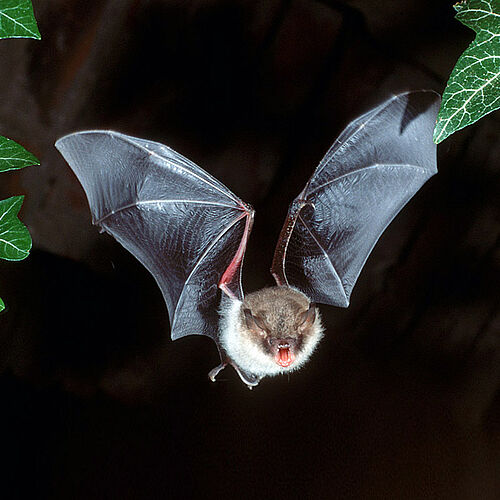 Fransenfledermaus