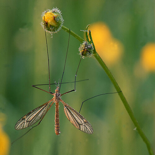 Insekten