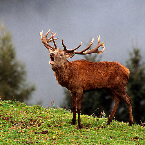 Hirsch