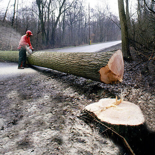 Baumfallen